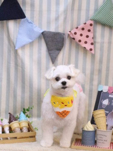 20250517まるちゃん